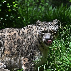 Temperate Territory - Snow Leopard (Panthera uncia)