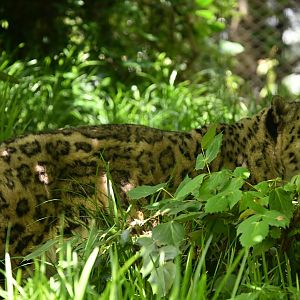Temperate Territory - Snow Leopard (Panthera uncia)