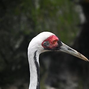 Temperate Territory - White-naped Crane (Antigone vipio)