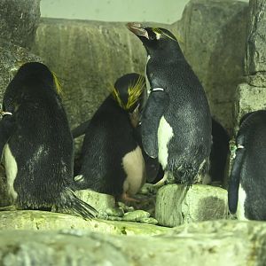 Penguins and Seabirds Exhibit - Macaroni Penguins (Eudyptes chrysolophus)