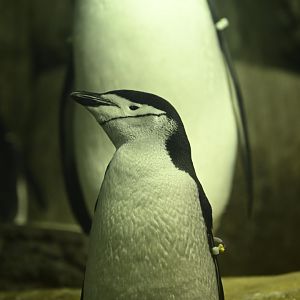 Penguins and Seabirds Exhibit - Chinstrap Penguin (Pygoscelis antarcticus)