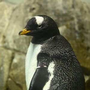 Penguins and Seabirds Exhibit - Gentoo Penguin (Pygoscelis papua)