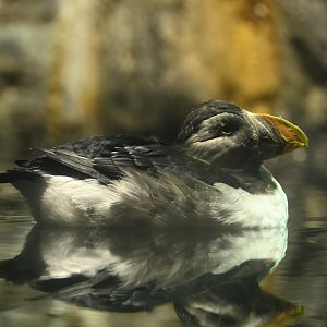 Penguins and Seabirds Exhibit - Atlantic Puffin (Fratercula arctica)