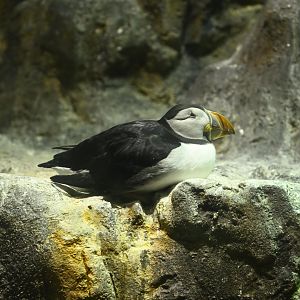 Penguins and Seabirds Building - Atlantic Puffin (Fratercula arctica)