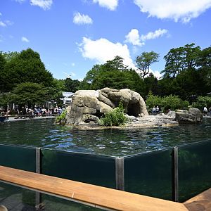 Central Garden - California Sea Lion (Zalophus californianus) Exhibit