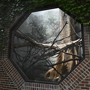 Tropic Zone - White-faced Saki (Pithecia pithecia) Exhibit