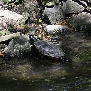 Temperate Territory - Northern Red-bellied Cooter (Pseudemys rubriventris)