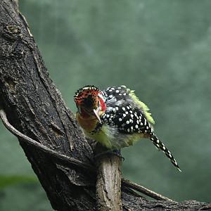 Tropic Zone - Red-and-yellow Barbet (Trachyphonus erythrocephalus)