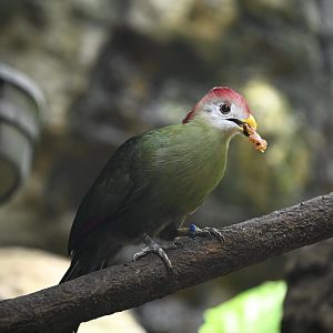 Tropic Zone - Red-crested Turaco (Tauraco erythrolophus)