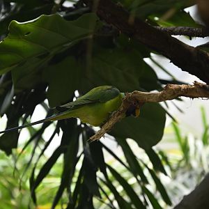 Tropic Zone - Plum-headed Parakeet (Psittacula cyanocephala)