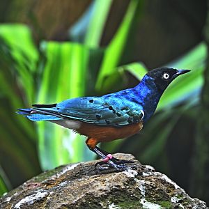 Tropic Zone - Superb Starling (Lamprotornis superbus)