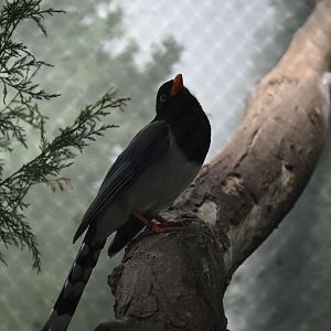 Penguins and Seabirds Building - Red-billed Blue-Magpie (Urocissa erythroryncha)
