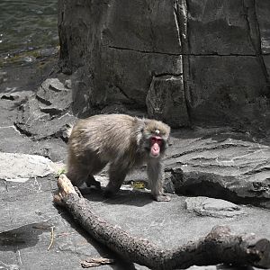 Temperate Territory - Japanese Macaque (Macaca fuscata)