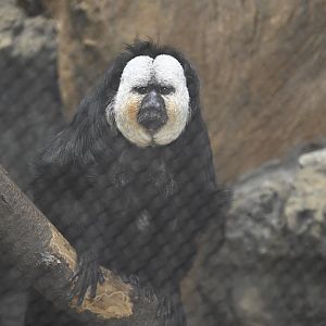 Tropic Zone - White-faced Saki (Pithecia pithecia)