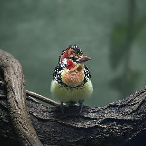 Tropic Zone - Red-and-yellow Barbet (Trachyphonus erythrocephalus)