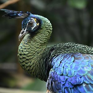 Tropic Zone - Green Peafowl (Pavo muticus)