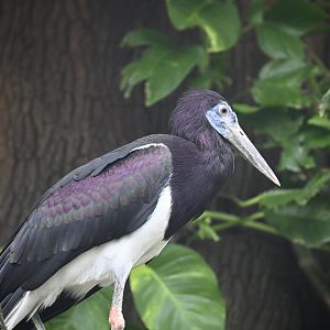 Tropic Zone - Abdim's Stork (Ciconia abdimii)