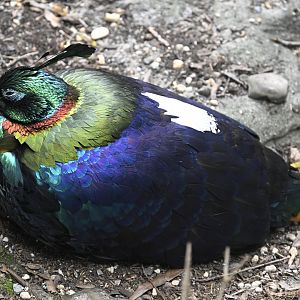 Childrens Zoo - Himalayan Monal (Lophophorus impejanus)