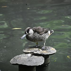 Childrens Zoo - Pink-eared Duck (Malacorhynchus membranaceus)