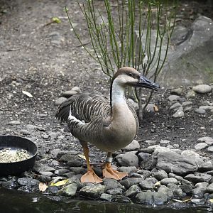 Childrens Zoo - Swan Goose (Anser cygnoides)