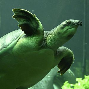 Childrens Zoo - Pig-nosed Turtle (Carettochelys insculpta)