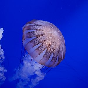 South American Sea Nettle