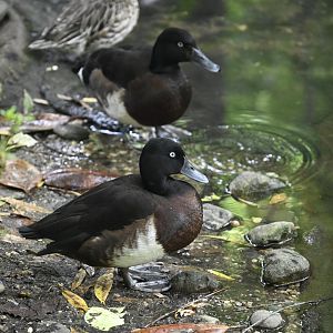 Childrens Zoo - Baer's Pochard (Aythya baeri)