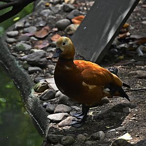 Childrens Zoo - Ruddy Shelduck (Tadorna ferruginea)