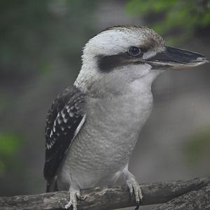 Childrens Zoo - Laughing Kookaburra (Dacelo novaeguineae)