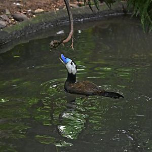 Childrens Zoo - White-headed Duck (Oxyura leucocephala)