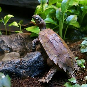 Black-Breasted Leaf Turtle (Geoemyda spengleri)