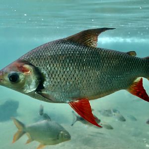 Kissing Prochilodus (Semaprochilodus insignis)