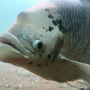 Giant Gourami (Osphronemus goramy)