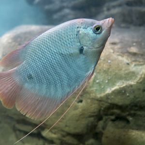 Giant Red Tail Gourami (Osphronemus laticlavius) juvenile