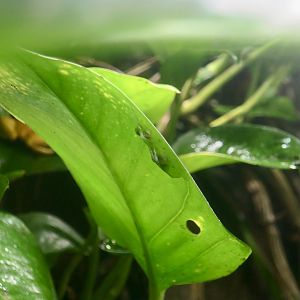 La Palma Glass Frog (Hyalinobatrachium valerioi)