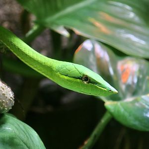 Green Vine Snake (Oxybelis fulgidus)