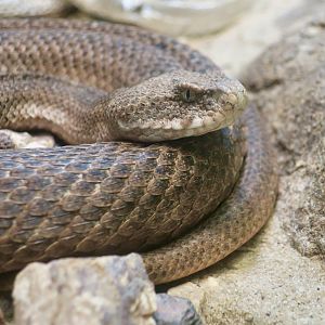Milos Viper (Macrovipera schweizeri)
