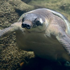 Fly River Turtle (Carettochelys insculpta) - "Freddie"