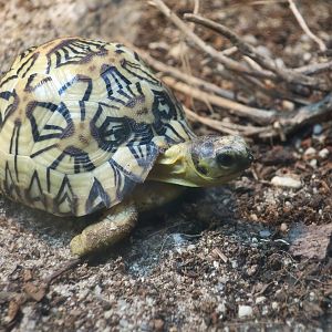 Radiated Tortoise (Astrochelys radiata) young with cool pattern