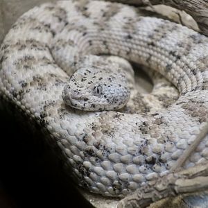 Southwestern Speckled Rattlesnake (Crotalus pyrrhus)