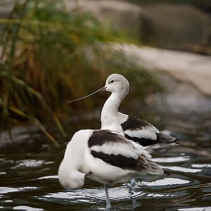 American Avocets