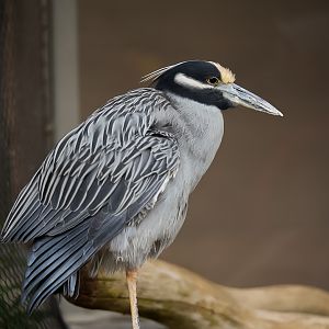 Yellow-crowned Night Heron