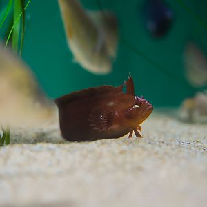 Giant Kelpfish