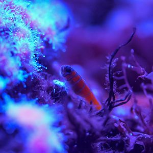Catalina Goby