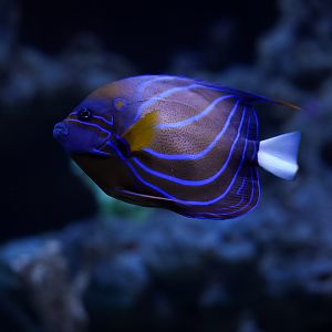 Annularis Angelfish