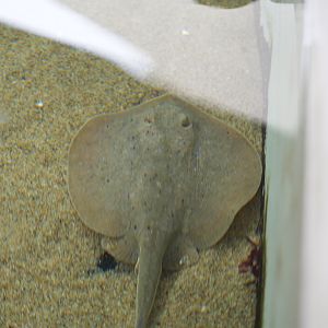 California Round Ray