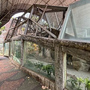 Bornean White-bearded Gibbon Exhibit