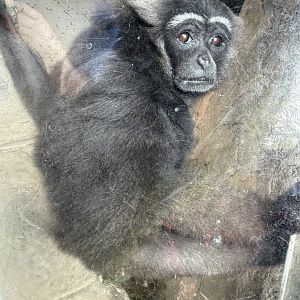 Bornean White-bearded Gibbon