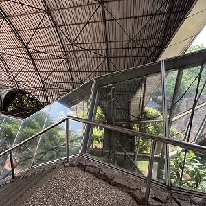 Bornean White-bearded Gibbon Exhibit