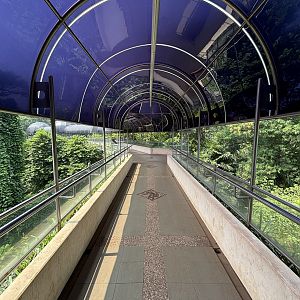 Gorilla Exhibit - walkway